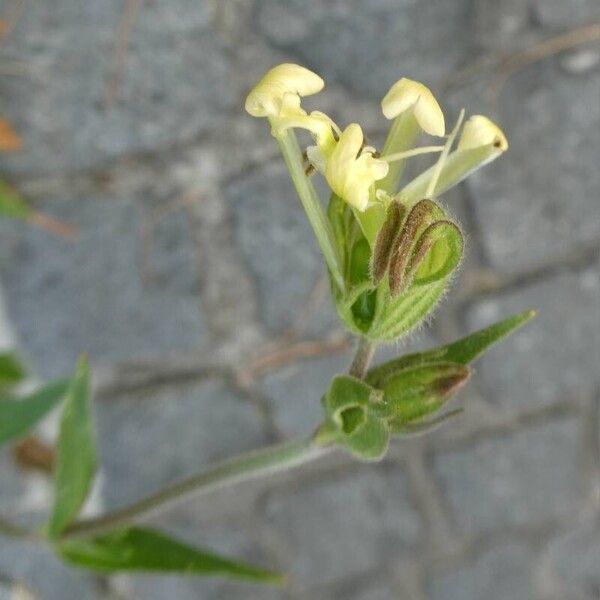 Silene noctiflora Fleur