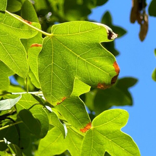 Acer monspessulanum Hoja