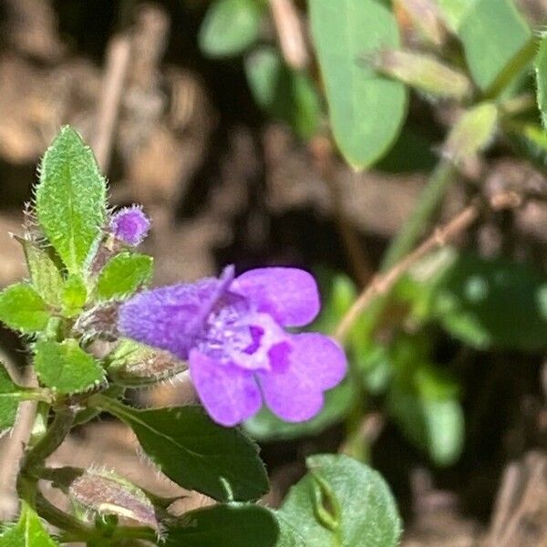 Acinos arvensis Fiore