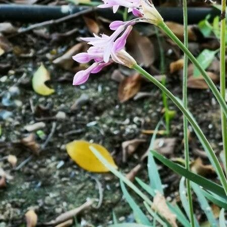 Brimeura fastigiata Blomst