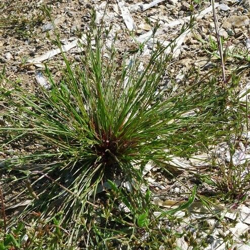 Juncus pygmaeus Yeri