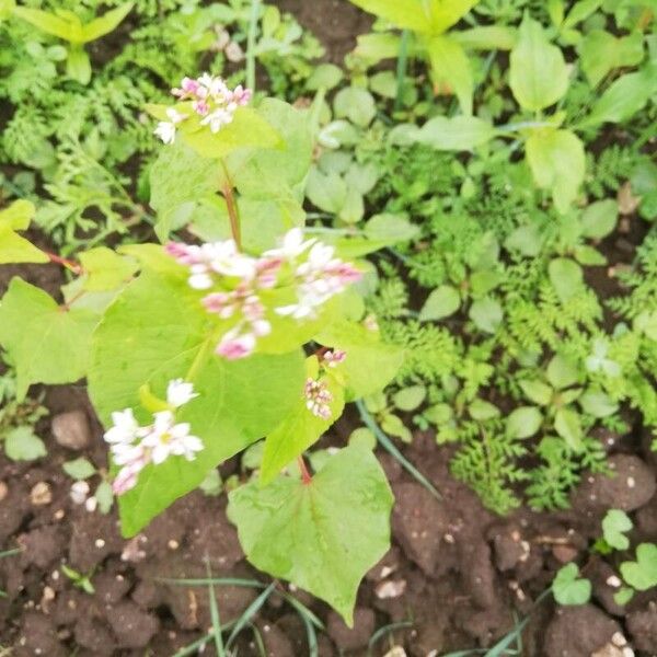 Fagopyrum esculentum Flower