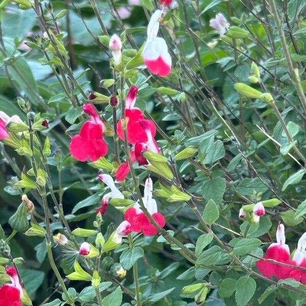 Salvia × jamensis പുഷ്പം
