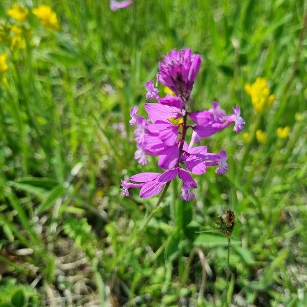 Polygala major Flower