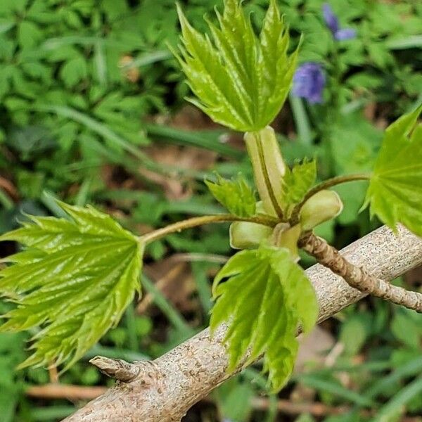 Acer shirasawanum Lehti