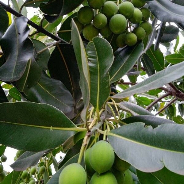 Calophyllum inophyllum फल