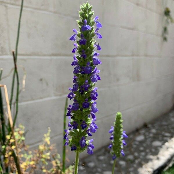 Salvia hispanica Blomst