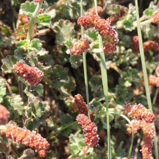 Acalypha monostachya Habit