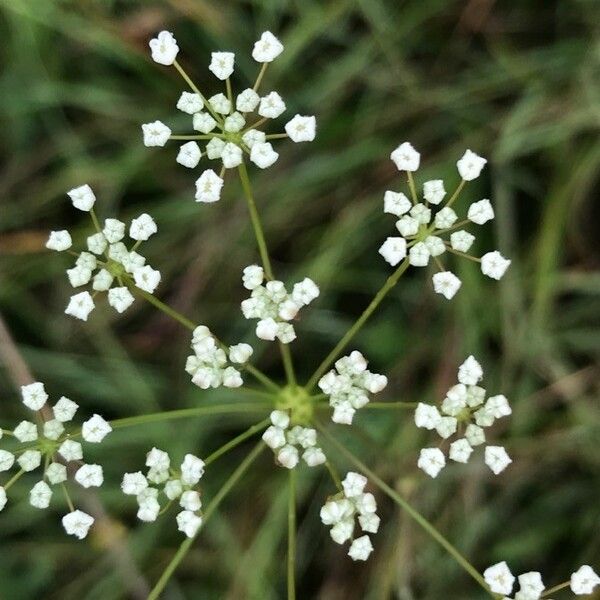 Pimpinella saxifraga Blomma