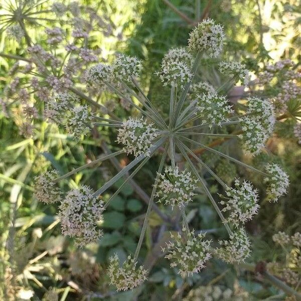 Angelica sylvestris Blüte