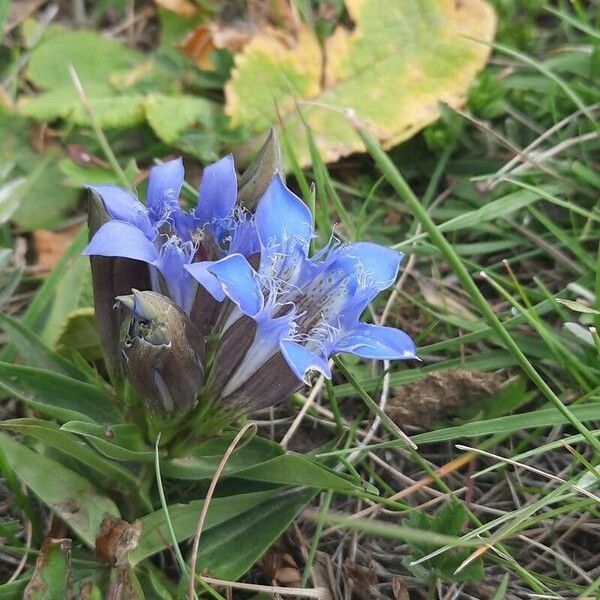 Gentiana septemfida Blodyn