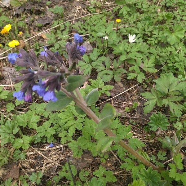 Pulmonaria mollis Kvet