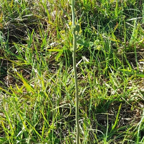 Orthopappus angustifolius Habit