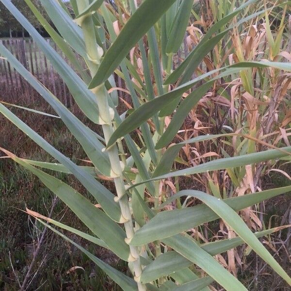 Arundo donax 叶