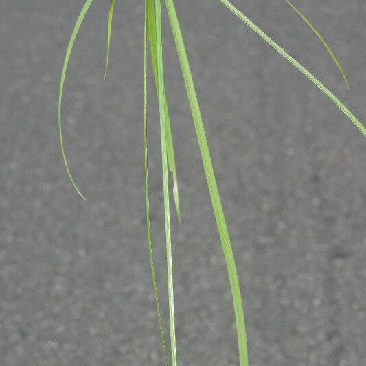 Cyperus aromaticus Foglia