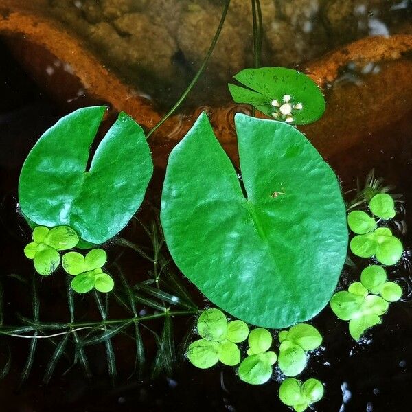 Sagittaria guayanensis Blad