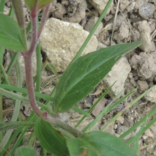 Epilobium hirsutum Leaf