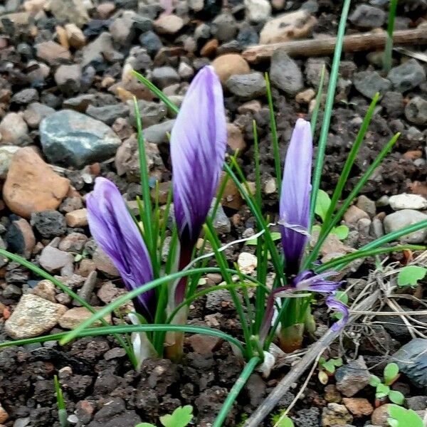 Crocus sativus Leaf