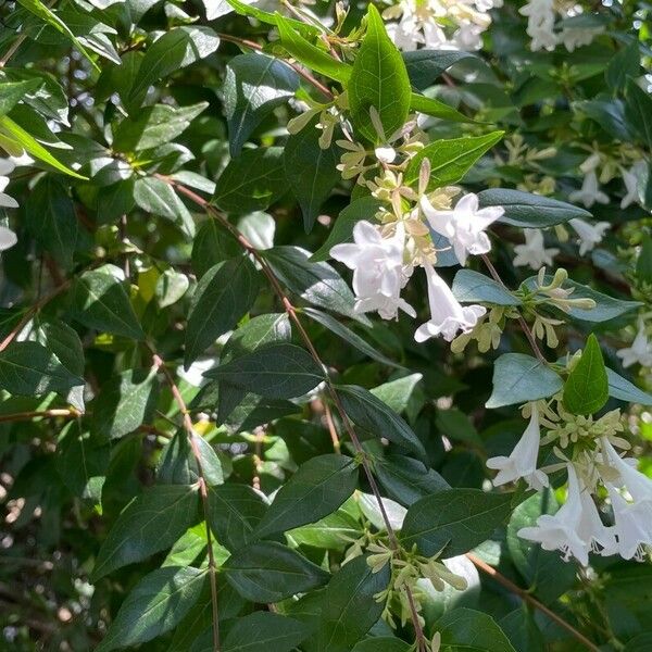 Abelia chinensis പുഷ്പം