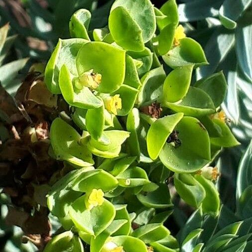 Euphorbia pithyusa Λουλούδι