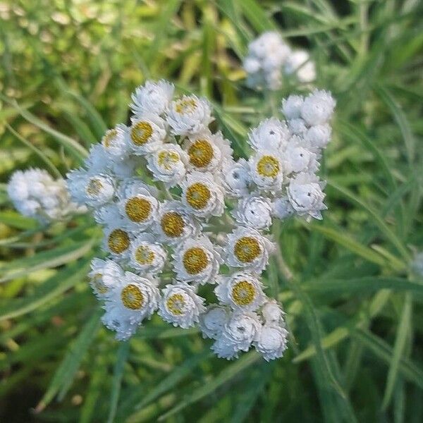 Anaphalis margaritacea Žiedas