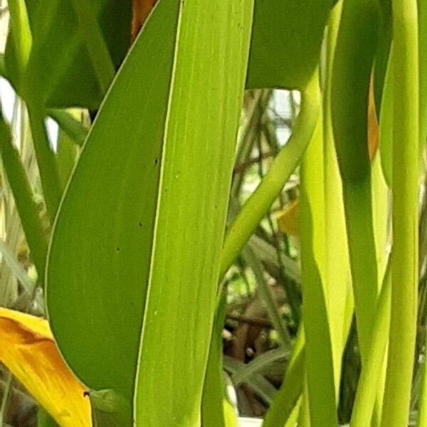 Pontederia cordata Leaf