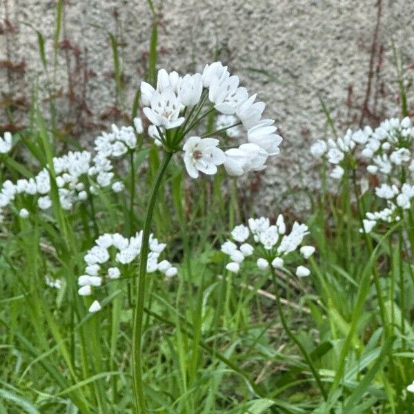 Allium neapolitanum Blomst