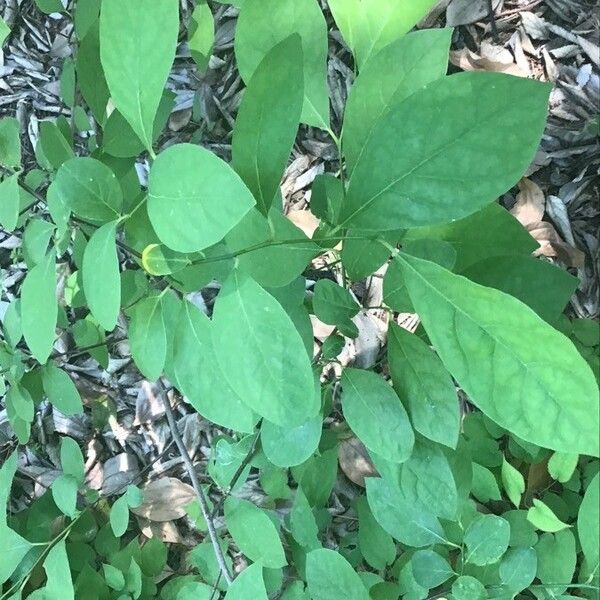 Lindera benzoin ഇല