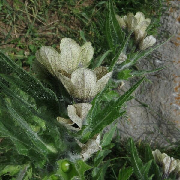 Hyoscyamus niger Flower