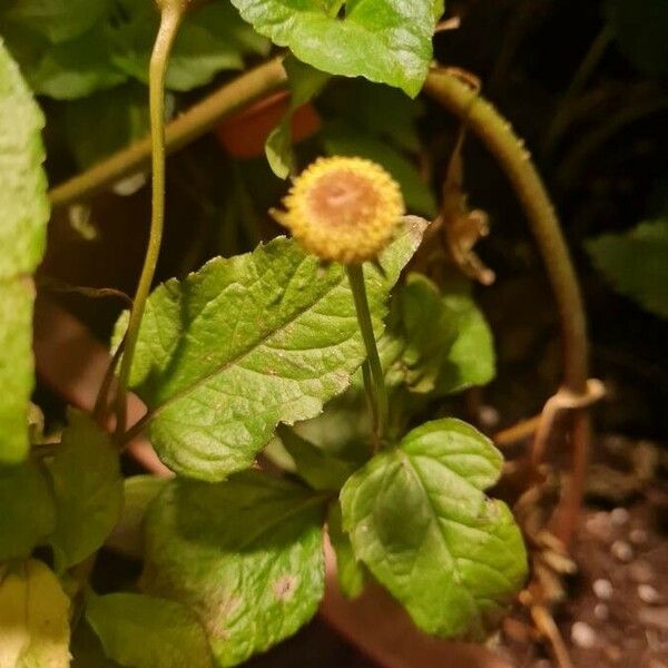 Acmella oleracea Flower