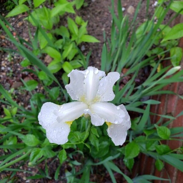 Iris orientalis Květ