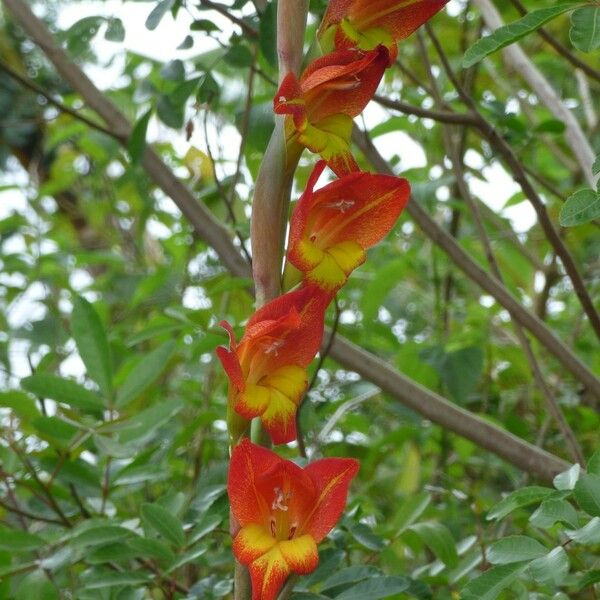 Gladiolus dalenii Blodyn