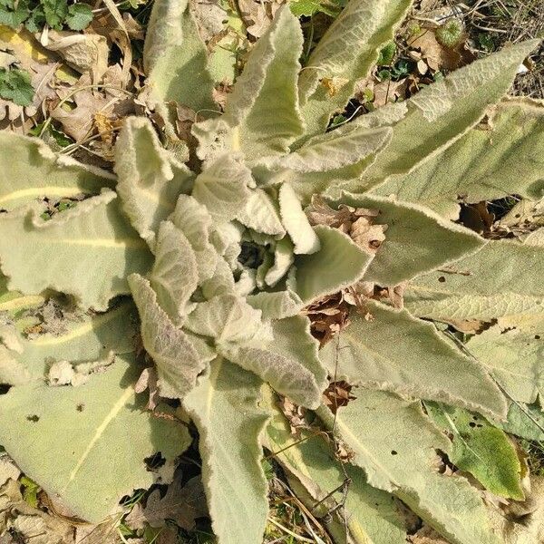 Verbascum pulverulentum Folha