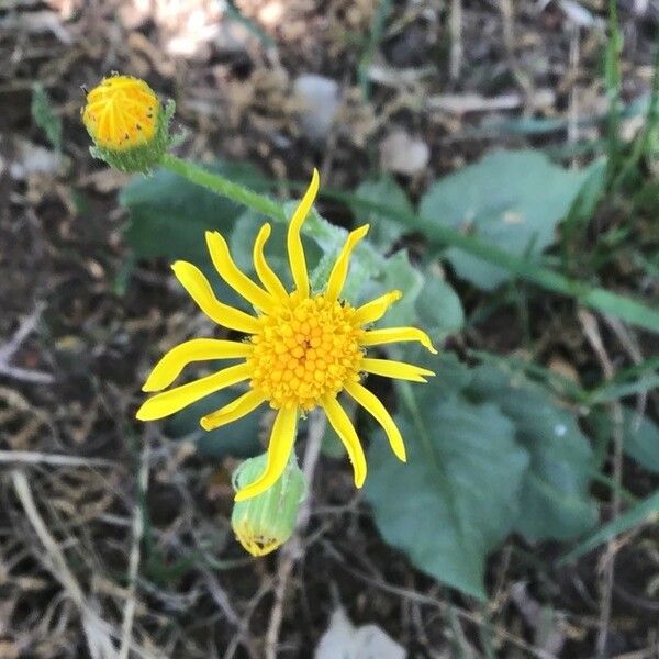 Senecio provincialis Flower