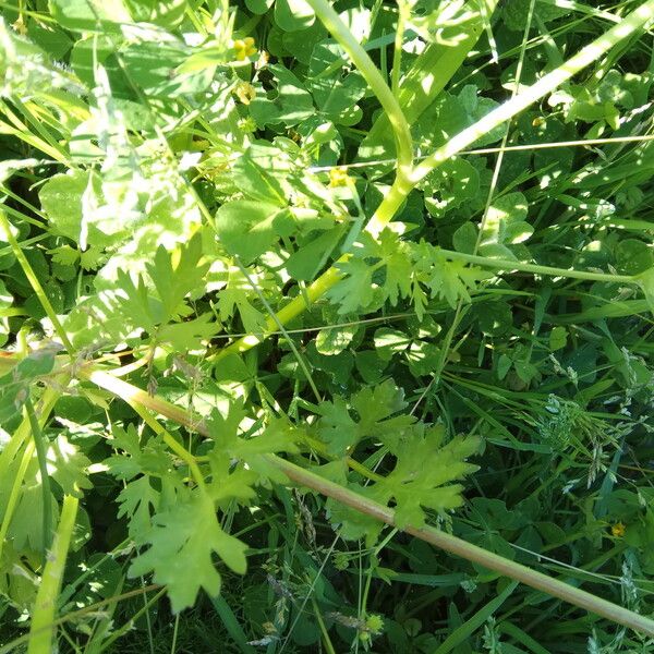 Ranunculus trilobus List