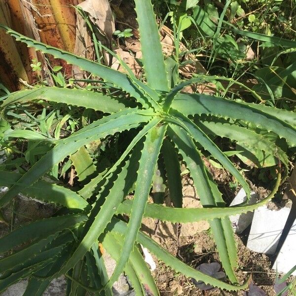 Aloe arborescens Leaf