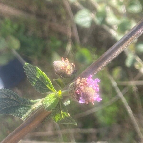 Lippia alba 花