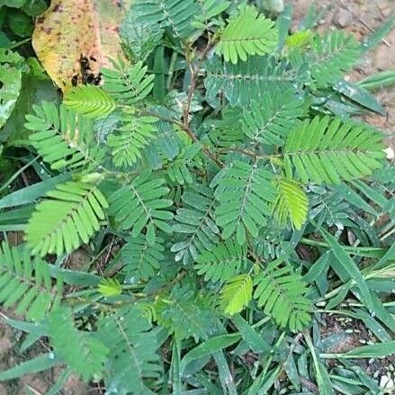 Chamaecrista nictitans Leaf