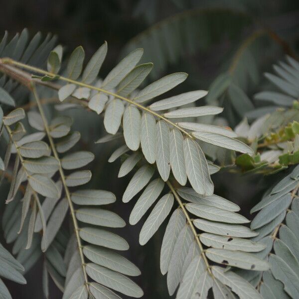 Lonchocarpus rugosus Leaf
