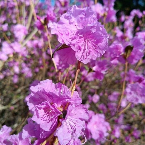 Rhododendron dauricum 花