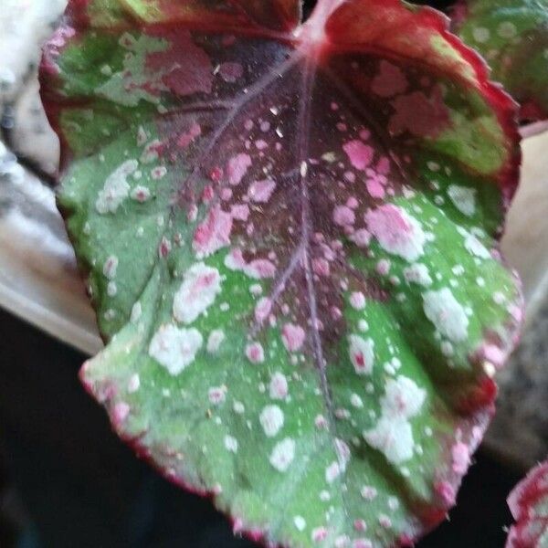 Begonia rex Fulla