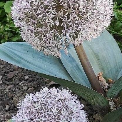 Allium karataviense Flower