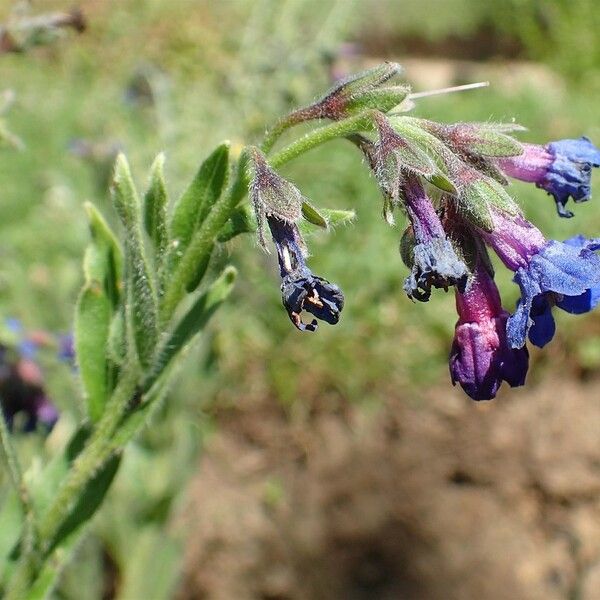 Decalepidanthus echioides Staniste