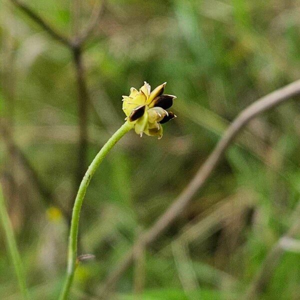 Ranunculus acris Fruit