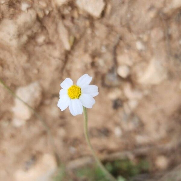 Anthemis odontostephana ᱵᱟᱦᱟ