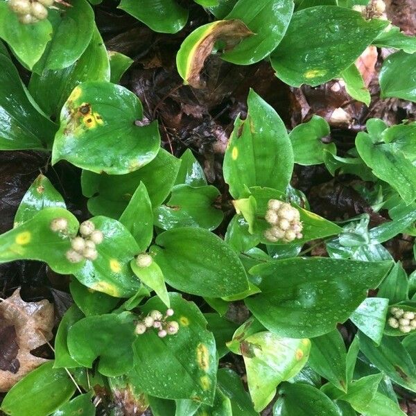 Maianthemum canadense Fruit