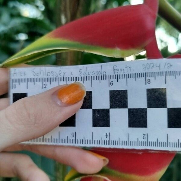 Heliconia rostrata Kvet