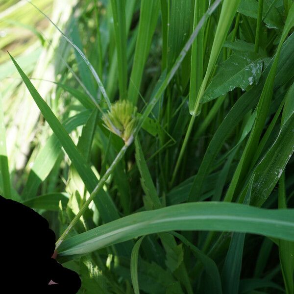 Carex bohemica Vekstform