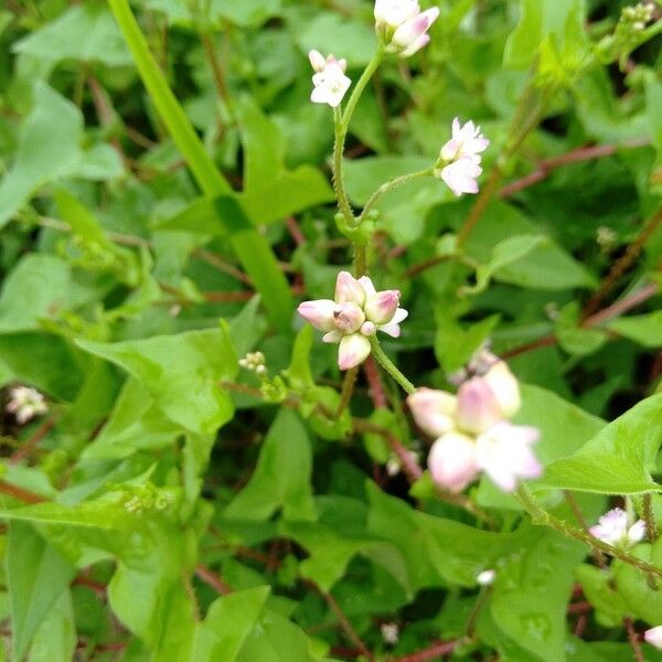 Persicaria perfoliata Blomst