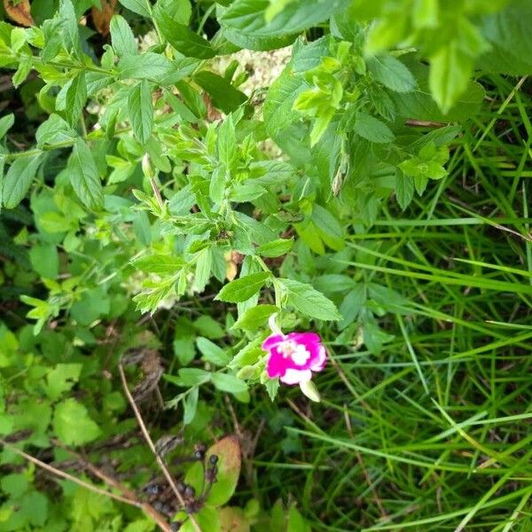 Epilobium hirsutum পাতা